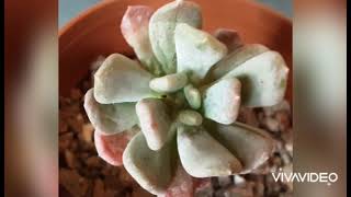 New lovely echeverias| Basic information about echeverias