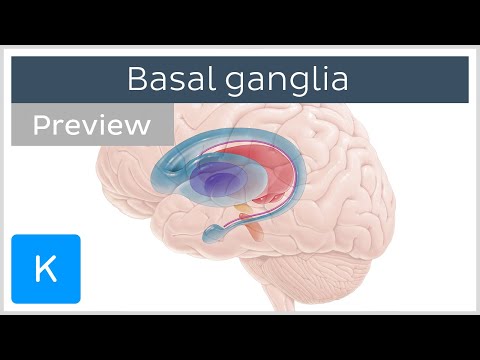 What is the function of the caudate nucleus?