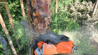 Арбористика‼️Удаление сухой очень аварийной  сосны🌲Arboristics‼️Removal of dry very emergency pine