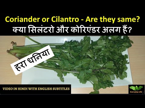 What is cilantro called in India?