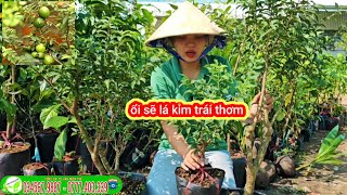 Ổi sẽ lá Kim trái chín rất thơm trồng bonsai, khu sinh thái, sân vườn..vvv