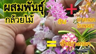 ผสมพันธุ์กล้วยไม้ใครๆก็ทำได้#กล้วยไม้ #orchid # กล้วยไม้ป่า