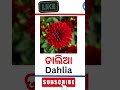 Flower name in odia|| #flowernamwodia #oktv #fularanama #odialanguage #odiafula #odia #fula #phula