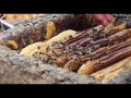 Rob van Hernen skep beekeeping heather honey