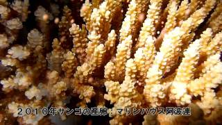 ２０１０年渡嘉敷島のサンゴ産卵｜マリンハウス阿波連