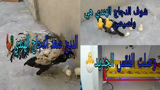 وصلت الفقس الجديد🐣🐣 شوف الدجاج الهندي هي صيصان🐥🐤الديج صعد الدجاج الهندي🐓