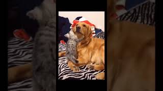 Cat And Dog Fighting With Each Other #shorts #cats