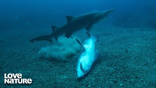 The Ocean's Social Network | Super Shark Highway 104