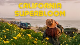 California SuperBloom on Medium Format Film