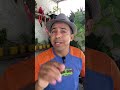 Se sua planta está morrendo assista esse vídeo até o final #adubocaseiro #plantas #aduboorganico