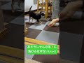 【小型犬チワワ子犬】おとうしゃんの足🦶と闘うイッヌu・x・u