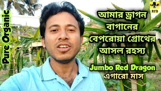 Dragon Fruit Farming Monthly Episode 11 | ড্রাগন ফল চাষের এগারো মাসেই সেরা প্রমান