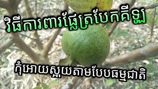 វិធីការពារផ្លែត្របែកគីឡូកុំឱ្យស្អុយតាមបែបធម្មជាតិ - my agriculture