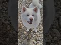 なぜ座らない？秋田犬