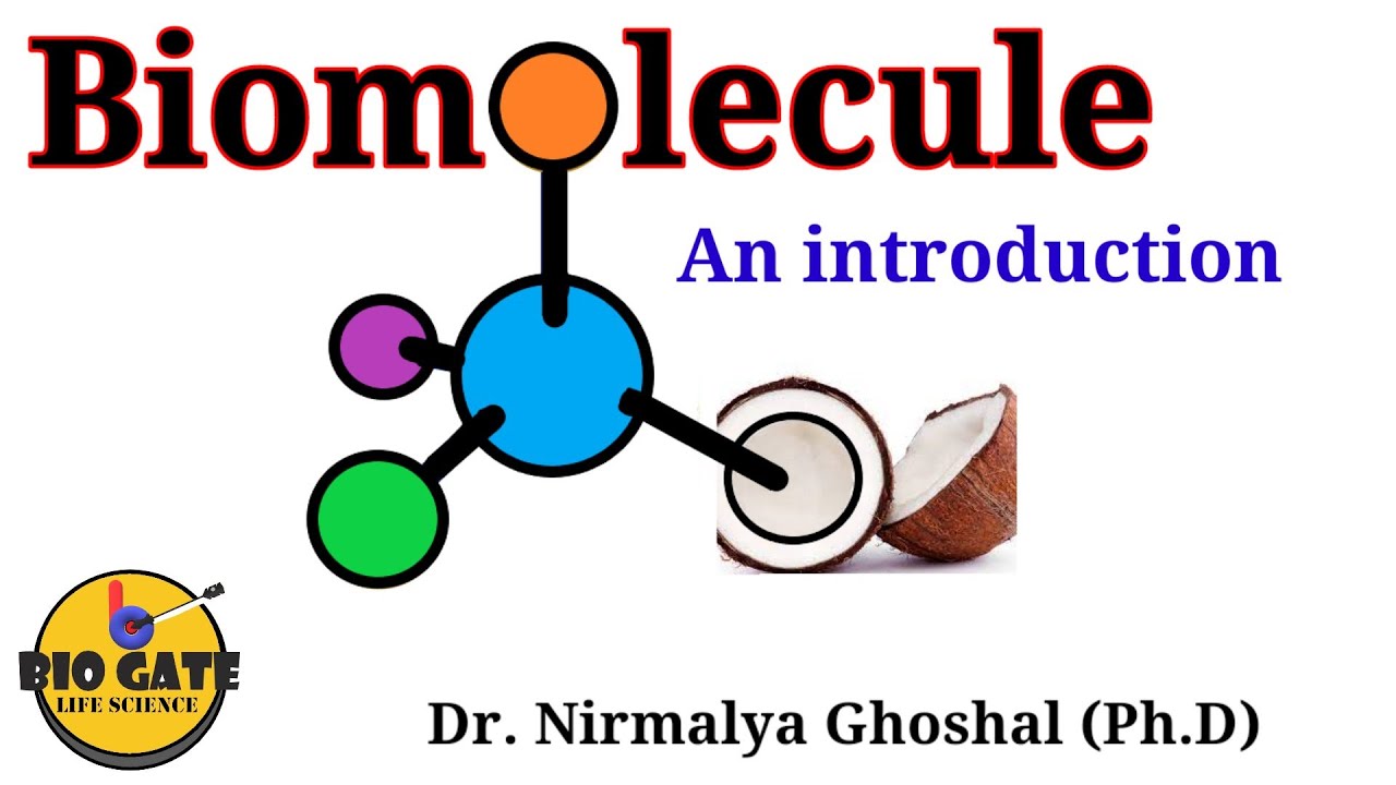 Biomolecules Introduction And Classification Biomolecules Youtube