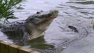 The Reptiles, Part1of4 - Alligators and Crocodiles