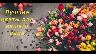 Идеальные цветы для участка! Мой выбор.