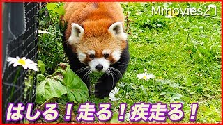 バッサバッサ！フキを倒して走るレッサーパンダ　Red Pandas are running