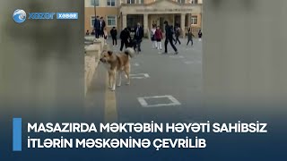 Masazırda məktəbin həyəti sahibsiz itlərin məskəninə çevrilib