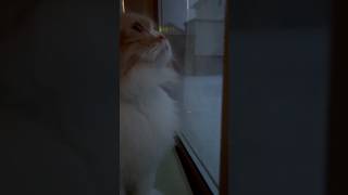 雪が降っているのを眺める猫 #shorts #猫 #cat