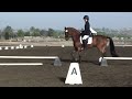 sold zalsa for sale dressage training level