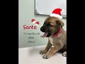 Mixed Breed Puppy For Adoption - 1 Month, Santa  from Petaling Jaya, Selangor