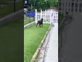 doberman protect owner from danger 😳