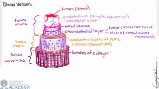 Blood Vessels