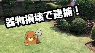 長年悩まされていたモグラを退治