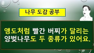 양벚나무 vs  신양벚나무의 서로 다른 차이점