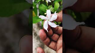 Plucking tarat flowers from my #terracegarden #gardeningshorts #shorts #tarata #flowerplanting