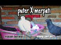 Kawin silang puter dan merpati, sudah mengerami.