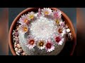 ep​ 128 แมมแคนดิด้า mammillaria​ candida​ v. rosea​