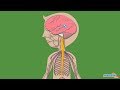 The Nervous System - Human Body Parts | Science for Kids | Educational Videos by Mocomi