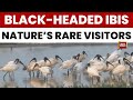 Rare Black-Headed Ibis Sighted in Thoothukudi Salt Pans, Tamil Nadu | Birdwatching Alert