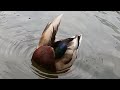 ☆癒し動画：healing video☆マガモ：mallard☆神戸どうぶつ王国：kobe animal kingdom