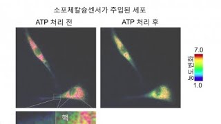 세포 속 칼슘 농도 측정…질병 연구에 활용 / YTN 사이언스