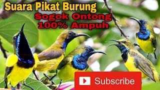 Suara Pikat Burung Kolibri Sogon Sogok Ontong Ampuh