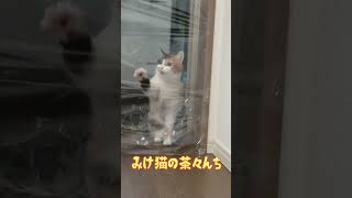 【ラップトラップ猫】猫だまししたかったけど主より上手な対応を披露する三毛猫。　#保護猫