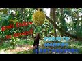 durian hasvest|last harvest Malaki parin benta Namin   #jcalmatv #durian #agriculture