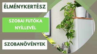 Szobai futóka és nyíllevél!🌿- A kezdők szobanövényei🪴