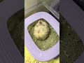 呆呆：莫挨老子 养鼠日常分享 仓鼠🐹 鼠鼠我呀 仓鼠宝宝 它真的好像个小宝宝