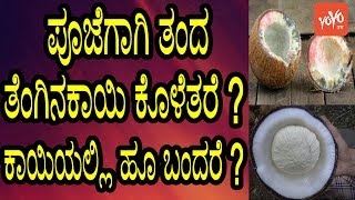 ಪೂಜೆಗಾಗಿ ತಂದ ತೆಂಗಿನಕಾಯಿ ಕೊಳೆತರೆ ? ಕಾಯಿಯಲ್ಲಿ ಹೂ ಬಂದರೆ ? ಯಾವುದಕ್ಕೆ ಸಂಕೇತ ? | YOYO TV Kannada