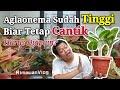 (Eps. 80) Cara Merawat Aglaonema yang Sudah Tinggi | Rimawan Vlog