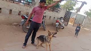 આ કુતરા ની જોરદાર એન્ટ્રી//aa dog jordar antri ##2022