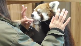 レッサーパンダ　まるこちゃん　飼育員さんにリンゴをおねだりです　【東山動物園】