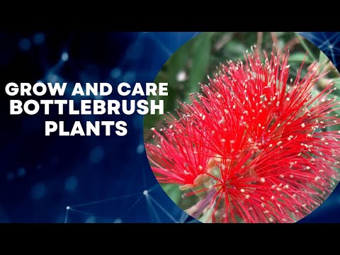 How do you take care of a bottle brush in the winter?