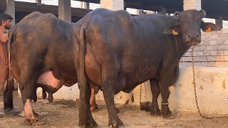 The Great Changer One of the top Nili Proven Bull Result | Sial Dairy farm Punjab