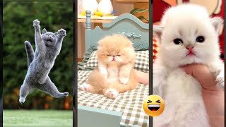 Cute Cats 😅 kitten meowing cute 🐈‍⬛ #FunnyCats Episode 8507