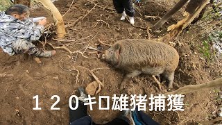 NO100【有害駆除】閲覧注意１２０キロ雄猪捕獲